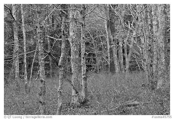 Red maple forest, Cape Cod National Seashore. Cape Cod, Massachussets, USA (black and white)