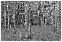 Red maple forest, Cape Cod National Seashore. Cape Cod, Massachussets, USA (black and white)