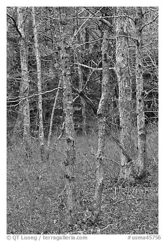 Forest in winter, Cape Cod National Seashore. Cape Cod, Massachussets, USA (black and white)