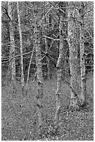 Forest in winter, Cape Cod National Seashore. Cape Cod, Massachussets, USA (black and white)