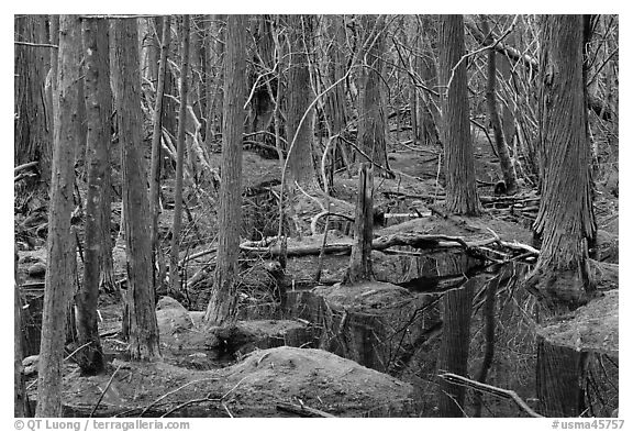 White Cedar Swamp, Cape Cod National Seashore. Cape Cod, Massachussets, USA (black and white)