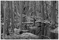 White Cedar Swamp, Cape Cod National Seashore. Cape Cod, Massachussets, USA (black and white)