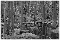 White Cedar Swamp, Cape Cod National Seashore. Cape Cod, Massachussets, USA (black and white)