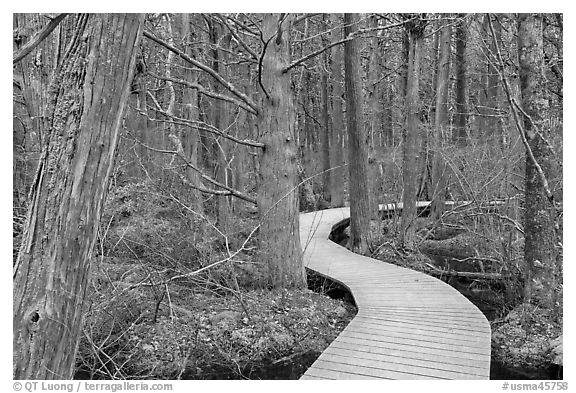 Boardwalk through swamp, Cape Cod National Seashore. Cape Cod, Massachussets, USA (black and white)