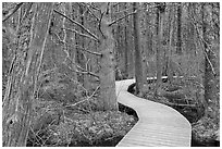 Boardwalk through swamp, Cape Cod National Seashore. Cape Cod, Massachussets, USA (black and white)