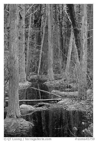 Atlantic White Cedar trees, Cape Cod National Seashore. Cape Cod, Massachussets, USA (black and white)