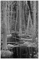 Atlantic White Cedar trees, Cape Cod National Seashore. Cape Cod, Massachussets, USA ( black and white)