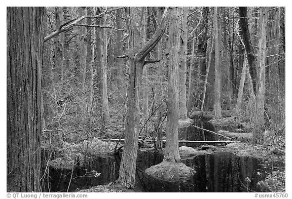 Atlantic White Cedar swamp forest, Cape Cod National Seashore. Cape Cod, Massachussets, USA (black and white)