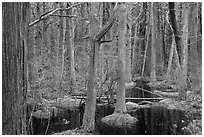 Atlantic White Cedar swamp forest, Cape Cod National Seashore. Cape Cod, Massachussets, USA ( black and white)