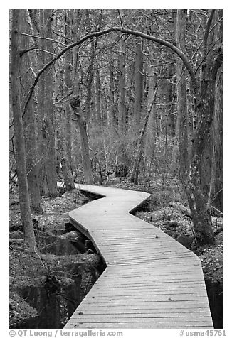 Boardwalk, Atlantic White Cedar swamp trail, Cape Cod National Seashore. Cape Cod, Massachussets, USA