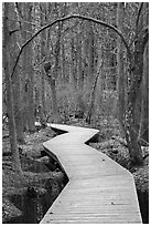 Boardwalk, Atlantic White Cedar swamp trail, Cape Cod National Seashore. Cape Cod, Massachussets, USA (black and white)