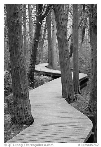 Elevated boardwark through flooded forest , Cape Cod National Seashore. Cape Cod, Massachussets, USA