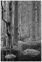 Forested swamp, Cape Cod National Seashore. Cape Cod, Massachussets, USA ( black and white)