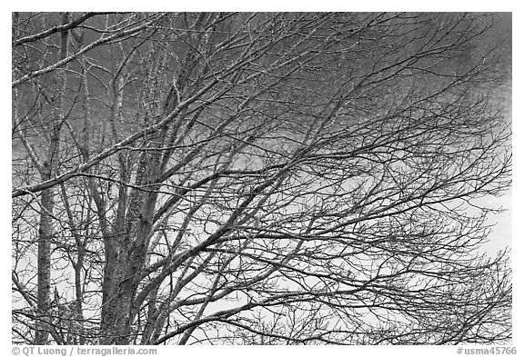 Bare branches, Sandwich. Cape Cod, Massachussets, USA