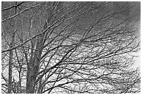 Bare branches, Sandwich. Cape Cod, Massachussets, USA ( black and white)