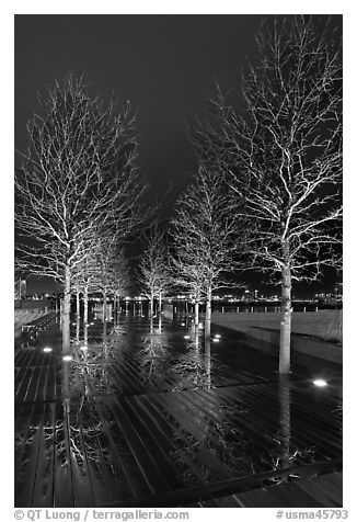 Illuminated trees and reflections. Boston, Massachussets, USA (black and white)