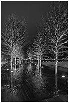 Illuminated trees and reflections. Boston, Massachussets, USA (black and white)