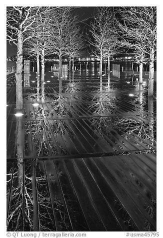 Reflected trees at night. Boston, Massachussets, USA (black and white)