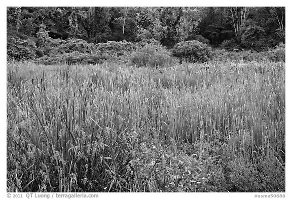Meadow in summer, Minute Man National Historical Park. Massachussets, USA (black and white)