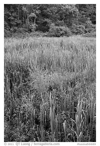 Tall grasses in meadow, Minute Man National Historical Park. Massachussets, USA (black and white)
