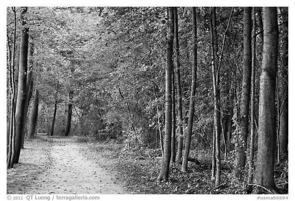 Battle road near Meriams Corner, Minute Man National Historical Park. Massachussets, USA (black and white)