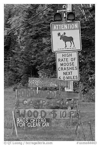 Moose warning a wood for sale signs. Maine, USA