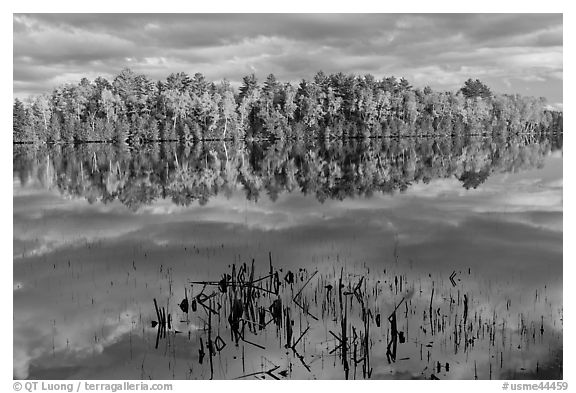 Reeds and trees in fall color reflected in mirror-like water, Greenville Junction. Maine, USA