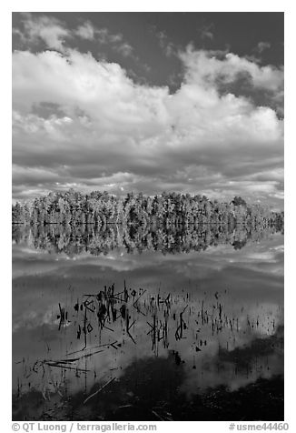 Reeds, autumn reflections, and cloud, Greenville Junction. Maine, USA