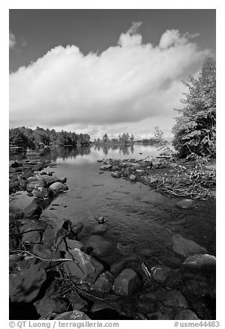 Stream, trees in autumn foliage, Beaver Cove. Maine, USA (black and white)