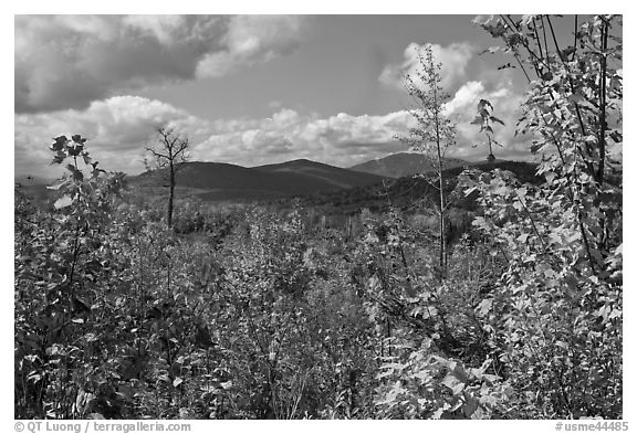 Autumn landscape with colorful leaves and distant mountains. Maine, USA (black and white)