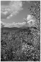 Colorful leaves framing fall landscape. Maine, USA ( black and white)