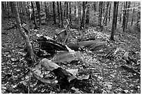 B-52 wreck scattered in autum forest. Maine, USA (black and white)