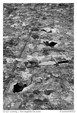 Close-up of aicraft wreck with fallen leaves. Maine, USA (black and white)