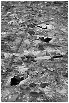 Close-up of aicraft wreck with fallen leaves. Maine, USA (black and white)