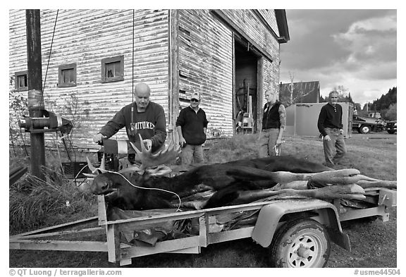 Hunters preparing to weight killed moose, Kokadjo. Maine, USA