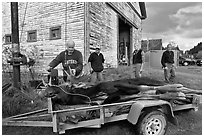 Hunters preparing to weight killed moose, Kokadjo. Maine, USA (black and white)