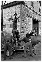 Hunters lifting dead moose for weighting, Kokadjo. Maine, USA (black and white)