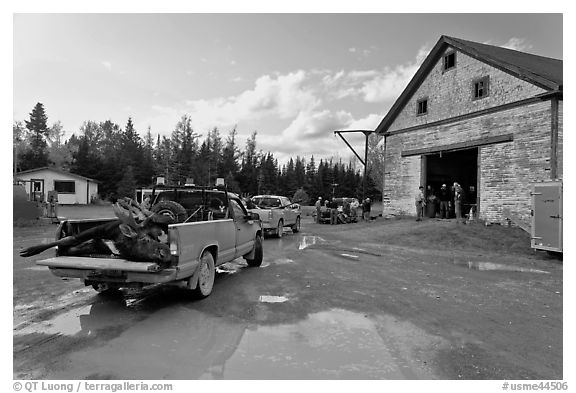 Trucks with moose lining up at checking station, Kokadjo. Maine, USA