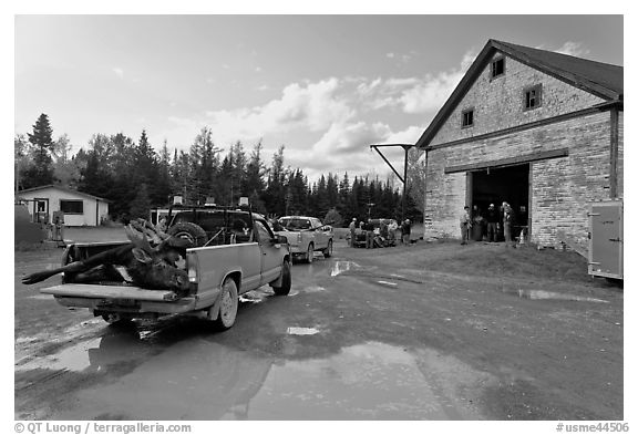 Trucks with moose lining up at checking station, Kokadjo. Maine, USA