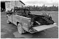 Truck with harvested moose, Kokadjo. Maine, USA (black and white)