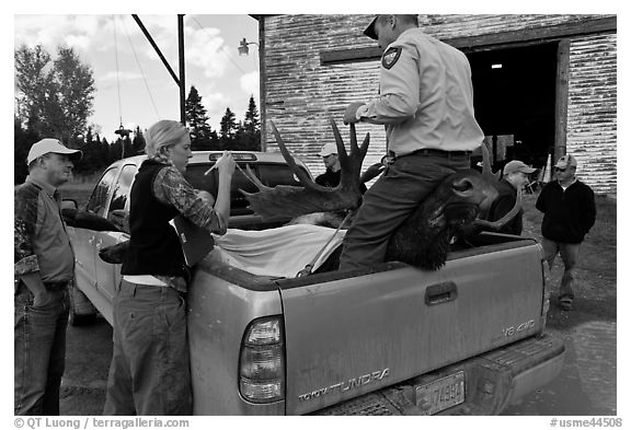 Inspectors recording antler length of killed moose, Kokadjo. Maine, USA (black and white)