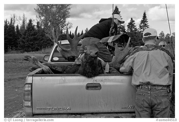 Hunters and tagged moose in back of truck, Kokadjo. Maine, USA (black and white)