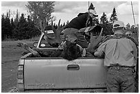 Hunters and tagged moose in back of truck, Kokadjo. Maine, USA ( black and white)