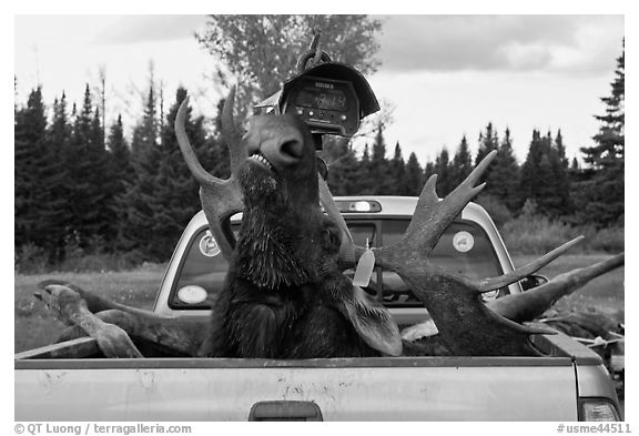 Moose with kill tag in back of truck being lifted, Kokadjo. Maine, USA