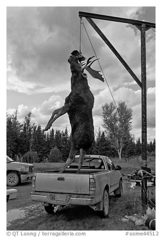 Huge moose lifted from truck for weighting, Kokadjo. Maine, USA (black and white)