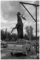 Huge moose lifted from truck for weighting, Kokadjo. Maine, USA ( black and white)