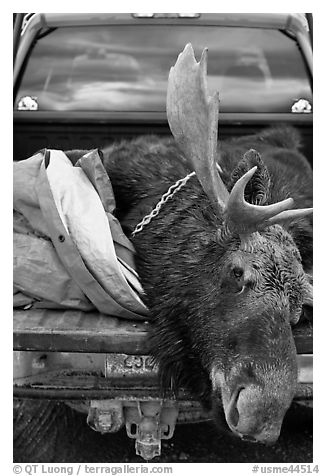 Large dead moose in back of truck, Kokadjo. Maine, USA (black and white)