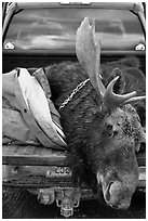 Large dead moose in back of truck, Kokadjo. Maine, USA ( black and white)