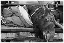 Large killed moose in back of truck, Kokadjo. Maine, USA ( black and white)