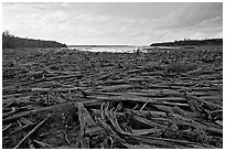 Dead trees on the shore of Chesunkunk Lake. Maine, USA (black and white)